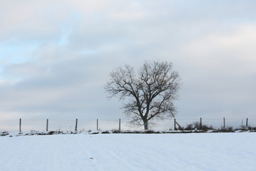 árbol solitario en la nieve