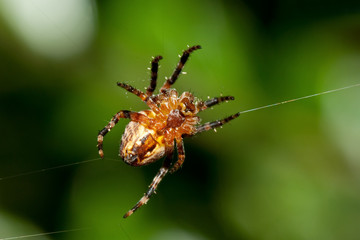 European Garden Spider in it's web, seen from the under side