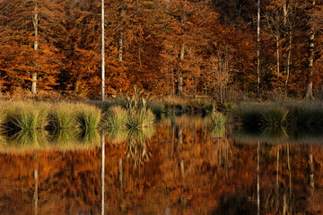 Autums forest with reflections in a lake
