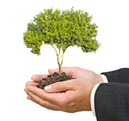 Tree in palms as a symbol of nature protection