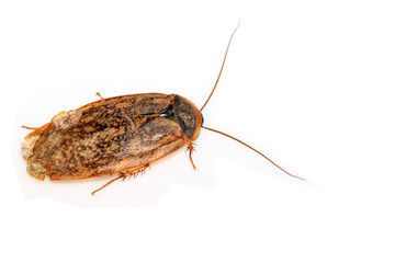 cockroach