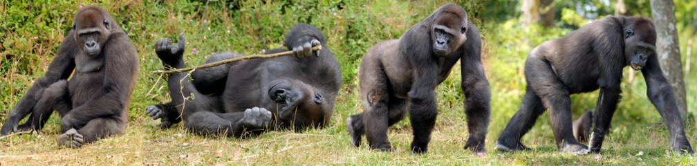 Famille de gorilles