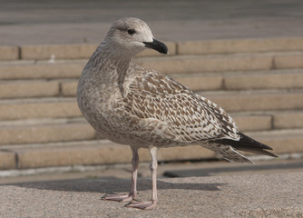 Young Seagull