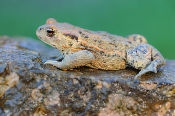 Frosch 3.1