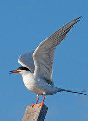 Forster's Tern