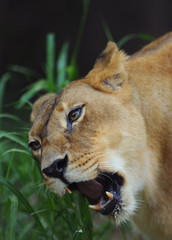 Female African Lion