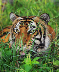 Bengal Tiger