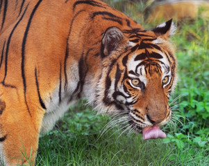 Bengal Tiger