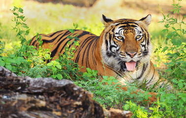 Bengal Tiger