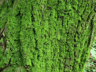 Moss over green