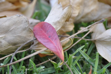 Auntumn Leaves