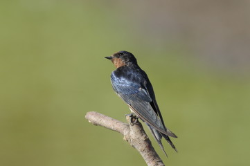 Barn Swallow (Hirundo rustica)