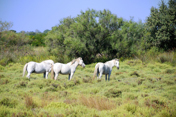 cavalli camargue 4 francia