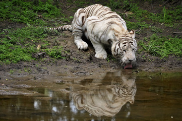 Fototapeta na wymiar soif de tigre blanc