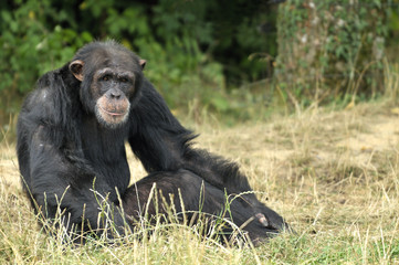 Chimpanzé