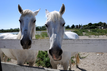 cavalli camargue 3 francia