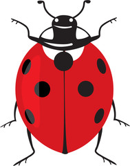 fine ladybug isolated on white.