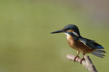 The Common Kingfisher (Alcedo atthis)