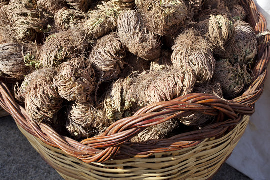 Cesto con rose di Gerico