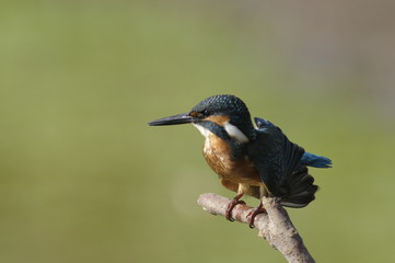 The Common Kingfisher (Alcedo atthis)