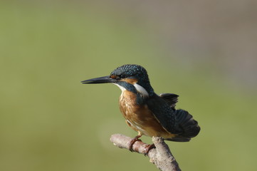 The Common Kingfisher (Alcedo atthis)