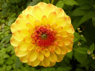 Bonbondahlie in Gelb und rot - Dahlia  hortensis