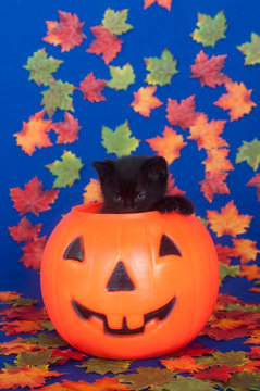 Black cat in pumpkin on blue background