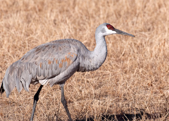 Sandhill crane in field