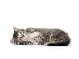 Cute tabby kitten