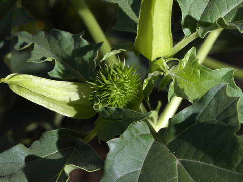 Datura