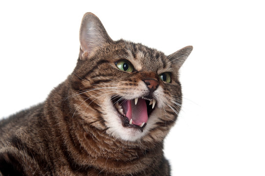 Hissing Cat Face Image & Photo (Free Trial)