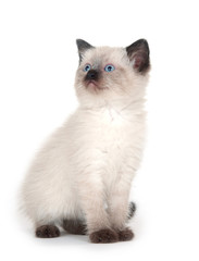 Cute kitten looking up