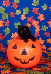Black cat in pumpkin on blue background