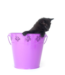 Black kitten in purple bucket