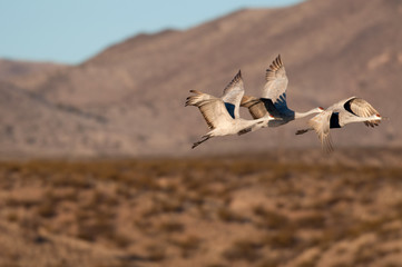 Fototapeta premium Three sandhill cranes in flight