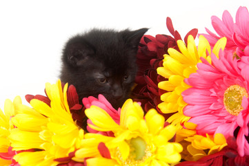 Black kitten and colorful flowers