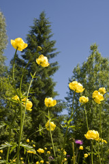Trollius Gesn