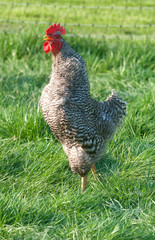 Barred rock rooster with fence in background