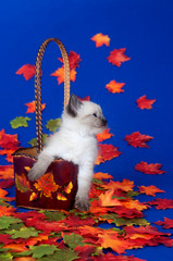 Cute kitten and fall leaves