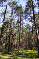 Obraz premium Pines/