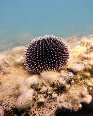 Black and white thorned sea urchin on a reef