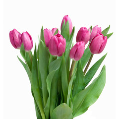 close-up pink tulips isolated on white