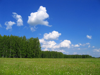 summer landscape