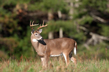 whitetail deer buck in a meadow