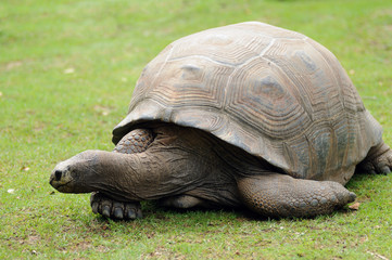 Fototapeta premium Tortue géante d'aldabra