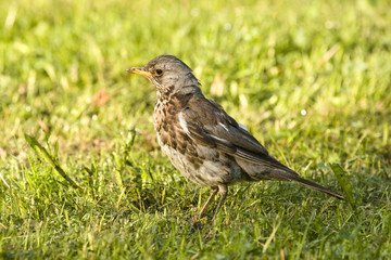 Song Thrush (Turdus philomelos)