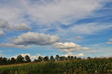 Fototapeta premium Champs de maïs et ciel en Bourgogne.