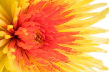 Chrysanthemenblüte, gelb-rot