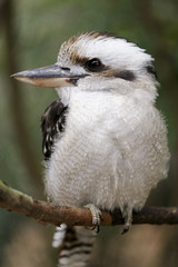 kookaburra
