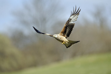 red kite (milvus milvus) soaring into the air